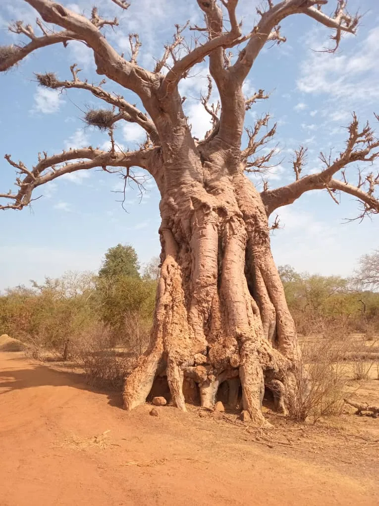 Baobab du Burkina Faso